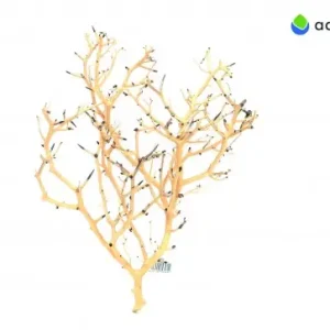 Značkový Coral Tree M 20-30 cm