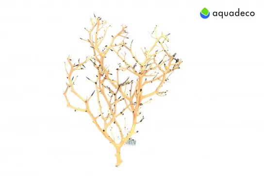 Značkový Coral Tree M 20-30 cm