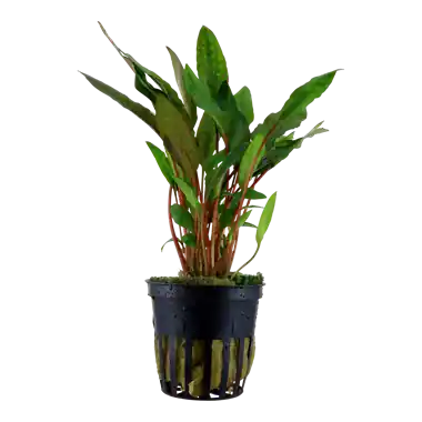 Zlevněný Cryptocoryne beckettii ‘Petchii‘