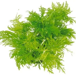 Značkový Dennerle Special No.4 Hygrophila difformis In-Vitro