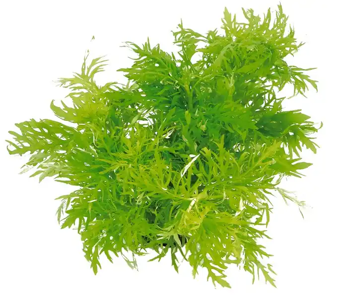 Značkový Dennerle Special No.4 Hygrophila difformis In-Vitro