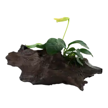 Akční Nabídka Anubias barteri var. nana na kořeni