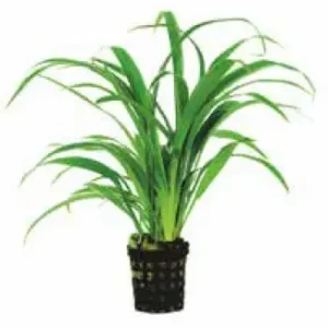 Aktuální Chlorophytum Bichettii