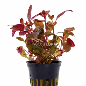Aktuální Aquaflora Alternanthera reineckii