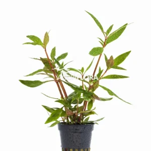 Značkový Aquaflora Alternanthera reineckii ‘Mini‘