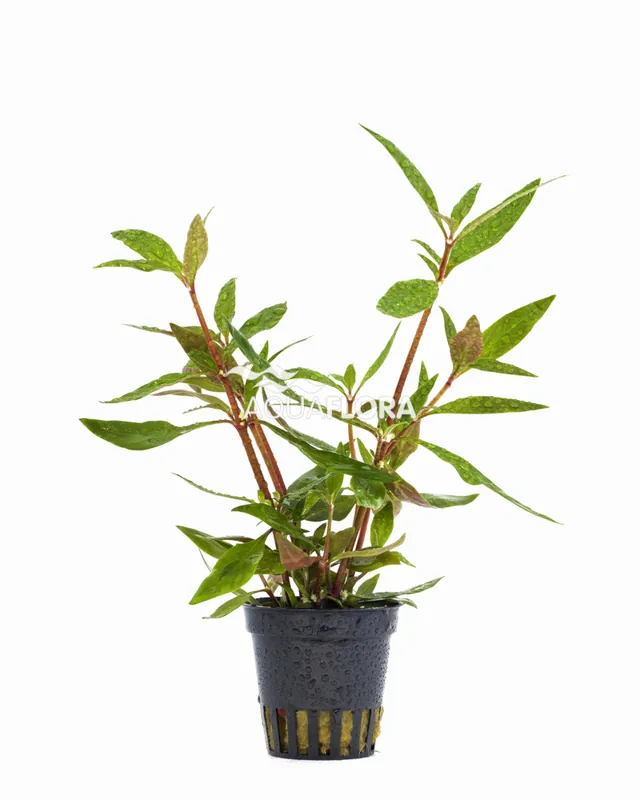 Značkový Aquaflora Alternanthera reineckii ‘Mini‘