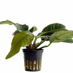 Akční Cena Aquaflora Anubias barteri var. Coffeifolia