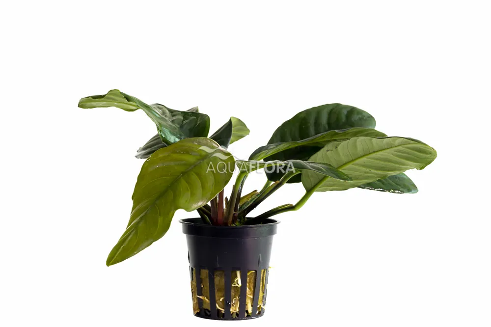 Akční Cena Aquaflora Anubias barteri var. Coffeifolia