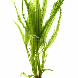 Značkový Aquaflora Aponogeton crispus