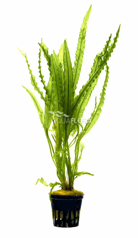 Značkový Aquaflora Aponogeton crispus