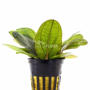 Aktuální Aquaflora Echinodorus ‘Reni‘
