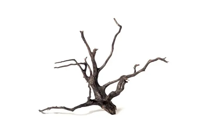 Značkový Kořen Black Root L 60-70 cm