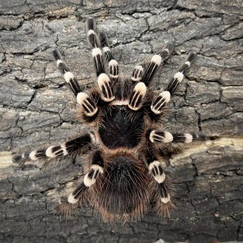 Acanthoscurria geniculata - sex Male Aktuální