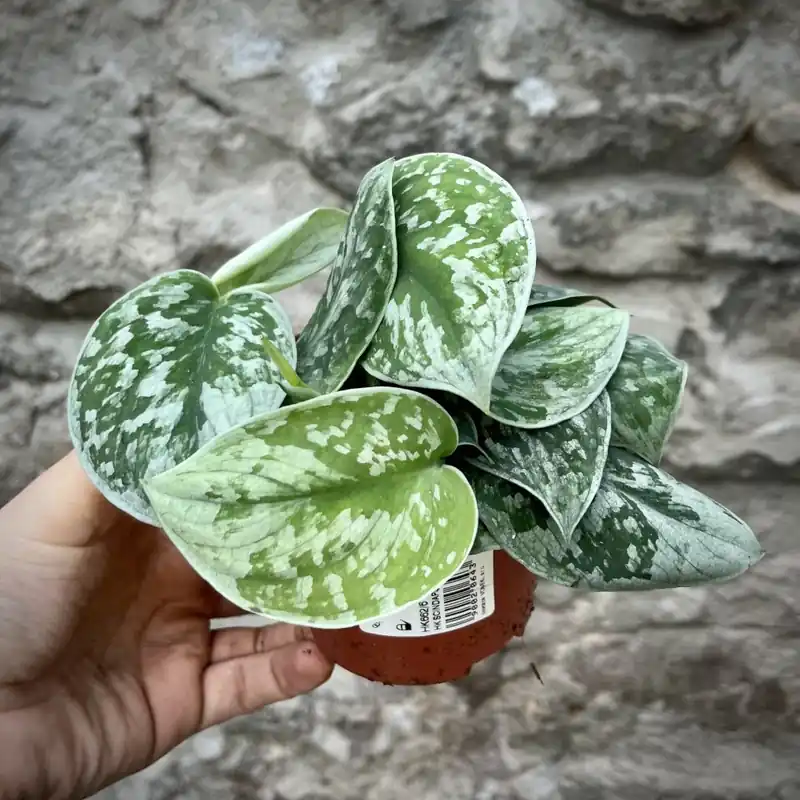 Must-Have Scindapsus pictus Trebi