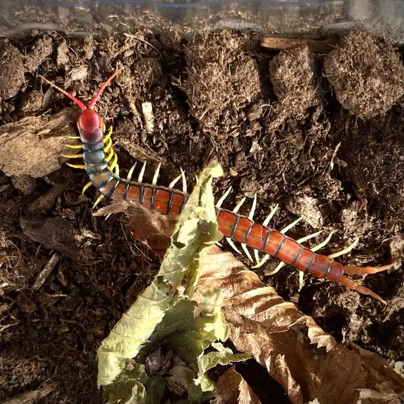 Výprodej Scolopendra morsitans "Red Head"