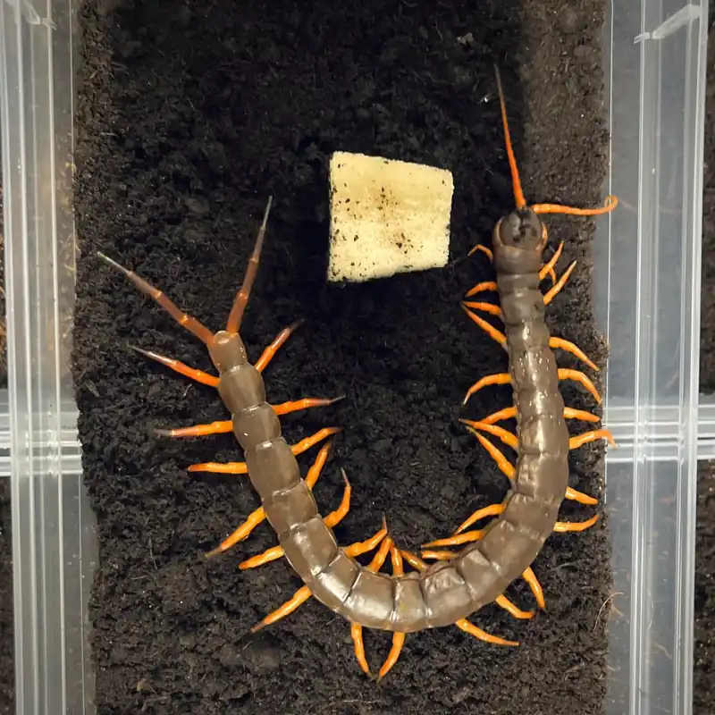 Must-Have Scolopendra subspinipes