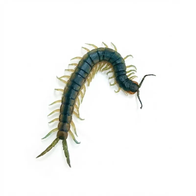 Kup Teď Scolopendra viridis