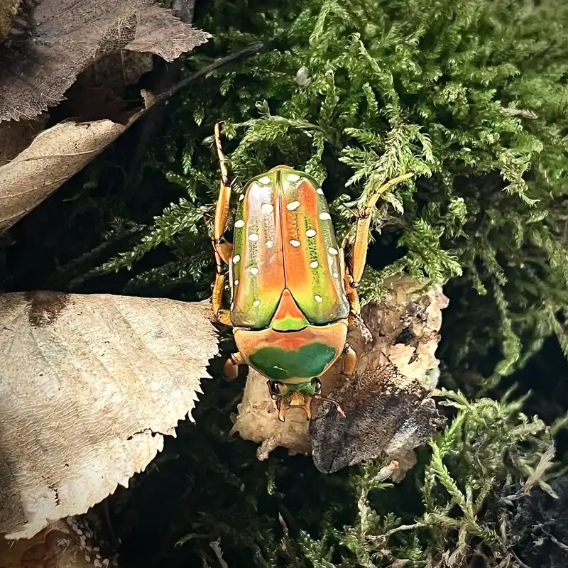 Stephanorrhina guttata - Vairant Beetle - couple Pouze Dnes