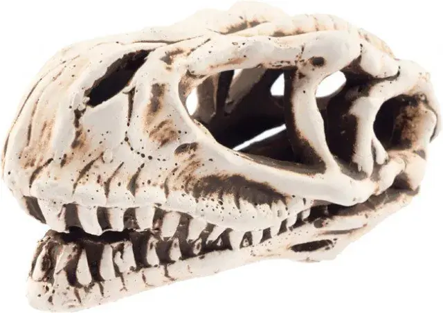 Lebka dinosaura č. 28065 Nejlepší Cena