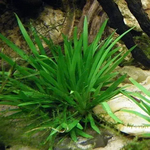 Acorus pusillus Must-Have