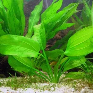 Zlevněný Echinodorus horizontalis