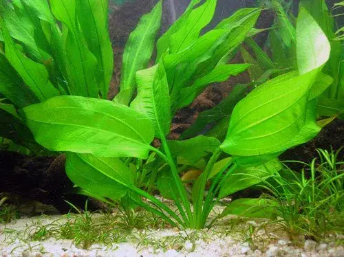 Zlevněný Echinodorus horizontalis