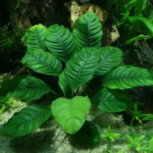 Akce Anubias (Coffeifolia)