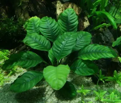 Akce Anubias (Coffeifolia)