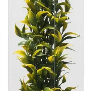 Zlevněný ATG Premium rostlina Střední (26-32cm) 404