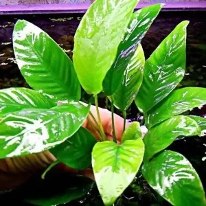 Značkový Anubias sp.