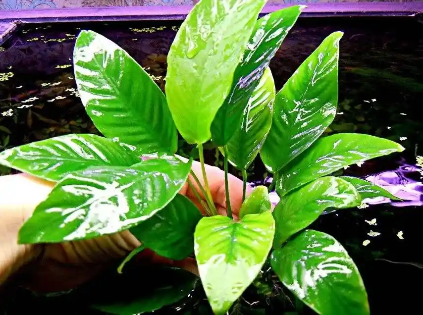 Značkový Anubias sp.